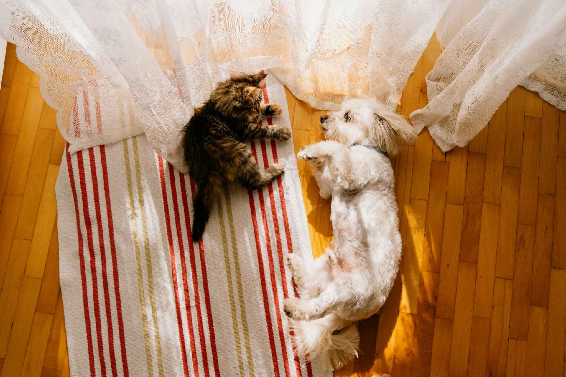 Chien et propriétaire, complicité et bien-être